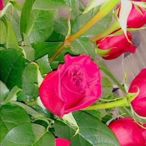 Meet your Posher, Taylor